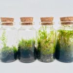 Moss walk and micro-terrarium workshop